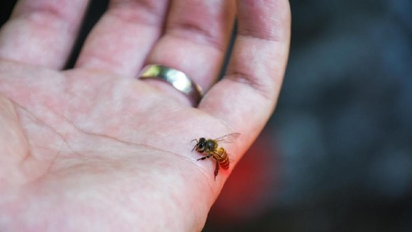 Wishslot - Benarkah Lebah Mati Setelah Menyasar Manusia?