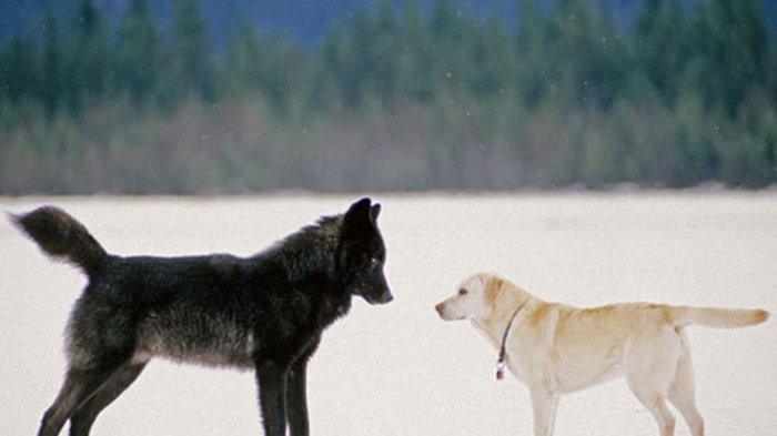 Pestaslot - Anjing vs Serigala: Adu Cerdas antara Sahabat